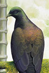 Columba versicolor